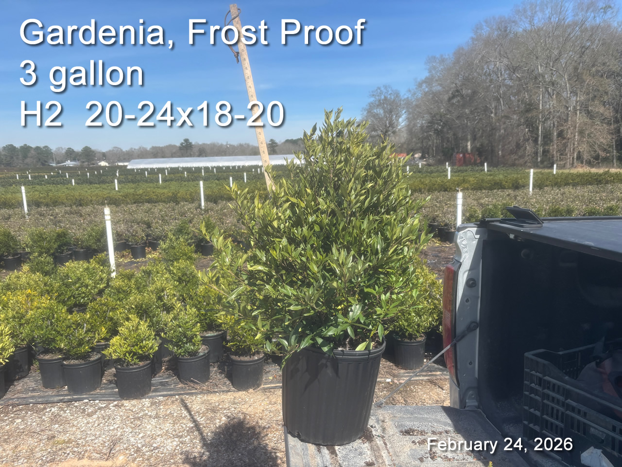 gallery/gfp3 h2 feb24.jpg